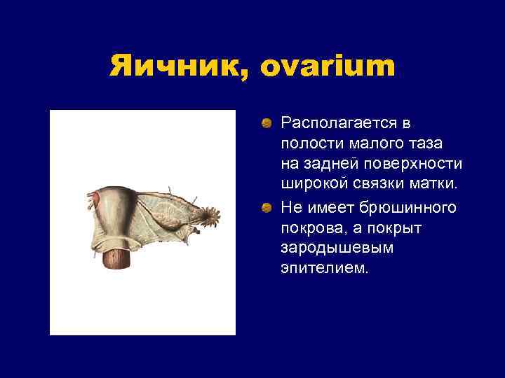Яичник, ovarium Располагается в полости малого таза на задней поверхности широкой связки матки. Не