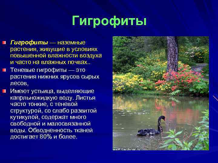 Гигрофиты — наземные растения, живущие в условиях повышенной влажности воздуха и часто на влажных