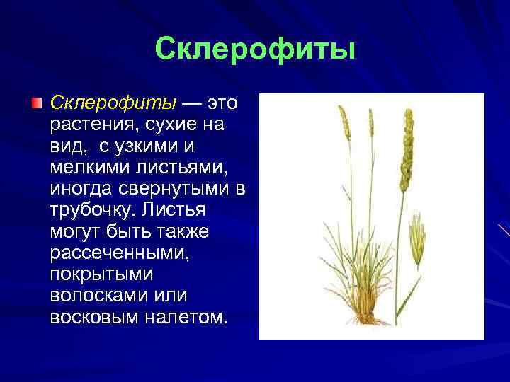 Склерофиты — это растения, сухие на вид, с узкими и мелкими листьями, иногда свернутыми