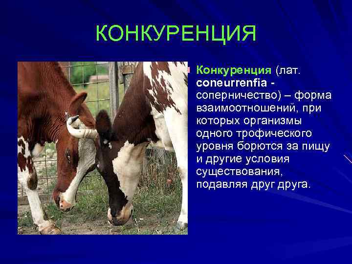 КОНКУРЕНЦИЯ Конкуренция (лат. coneurrenfia соперничество) – форма взаимоотношений, при которых организмы одного трофического уровня
