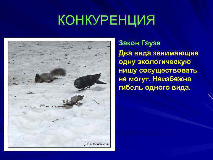 КОНКУРЕНЦИЯ Закон Гаузе Два вида занимающие одну экологическую нишу сосуществовать не могут. Неизбежна гибель