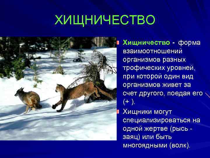 ХИЩНИЧЕСТВО Хищничество - форма взаимоотношений организмов разных трофических уровней, при которой один вид организмов