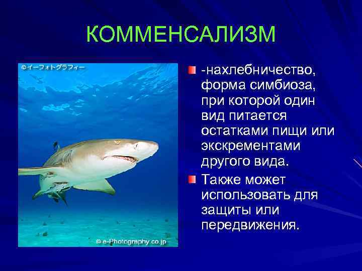 КОММЕНСАЛИЗМ -нахлебничество, форма симбиоза, при которой один вид питается остатками пищи или экскрементами другого