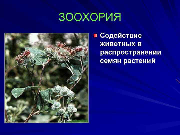 ЗООХОРИЯ Содействие животных в распространении семян растений 