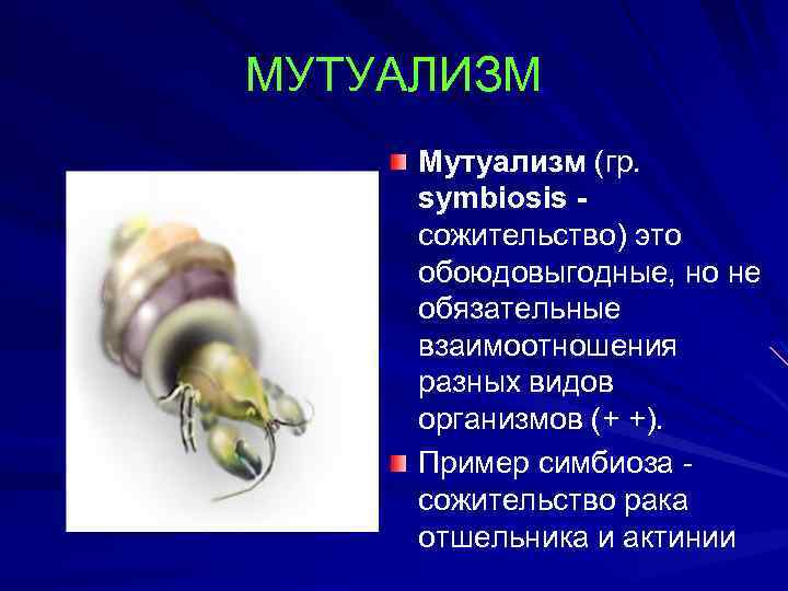 МУТУАЛИЗМ Мутуализм (гр. symbiosis сожительство) это обоюдовыгодные, но не обязательные взаимоотношения разных видов организмов