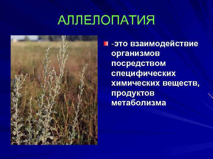 АЛЛЕЛОПАТИЯ -это взаимодействие организмов посредством специфических химических веществ, продуктов метаболизма 