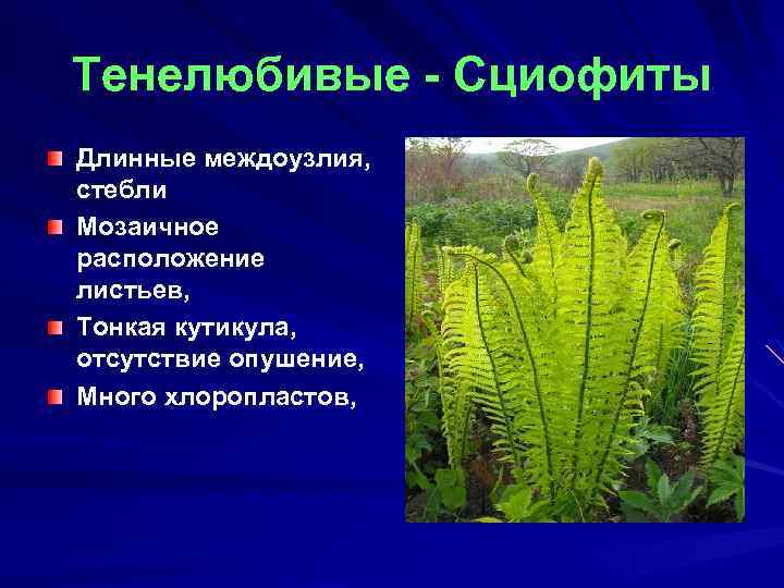 Тенелюбивые - Сциофиты Длинные междоузлия, стебли Мозаичное расположение листьев, Тонкая кутикула, отсутствие опушение, Много