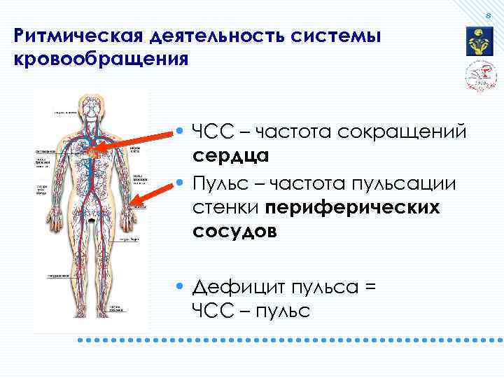 8 Ритмическая деятельность системы кровообращения • ЧСС – частота сокращений сердца • Пульс –