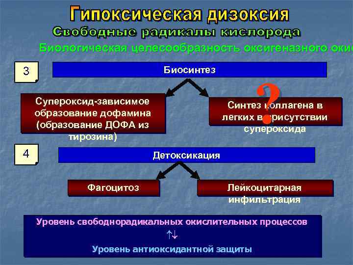 Биологическая целесообразность оксигеназного окис Биосинтез 3 Супероксид-зависимое образование дофамина (образование ДОФА из тирозина) 4