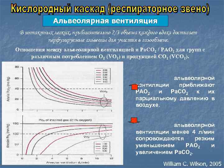 Альвеолярная вентиляция В интактных легких, приблизительно 2/3 объема каждого вдоха достигает перфузируемые альвеолы для