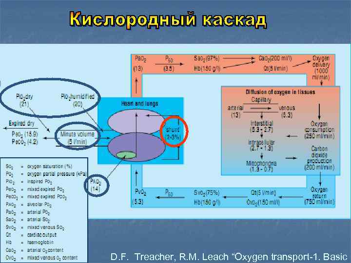 D. F. Treacher, R. M. Leach “Oxygen transport-1. Basic 