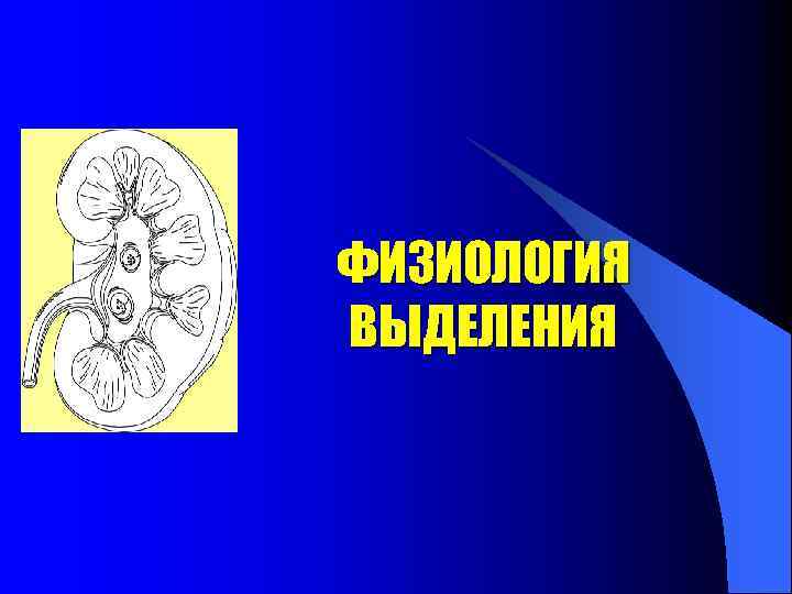 ФИЗИОЛОГИЯ ВЫДЕЛЕНИЯ 
