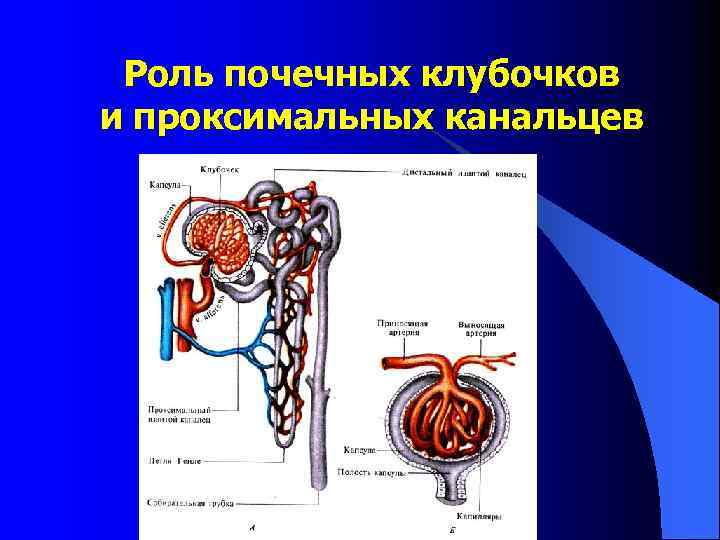 Почечные канальцы