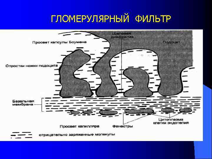 ГЛОМЕРУЛЯРНЫЙ ФИЛЬТР 