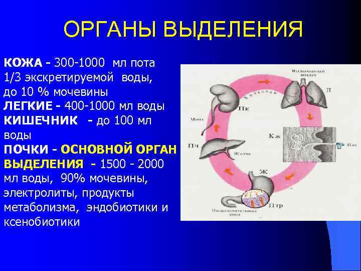 Выделение физиология презентация