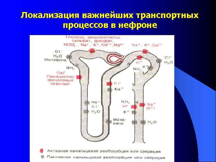 Локализация важнейших транспортных процессов в нефроне 