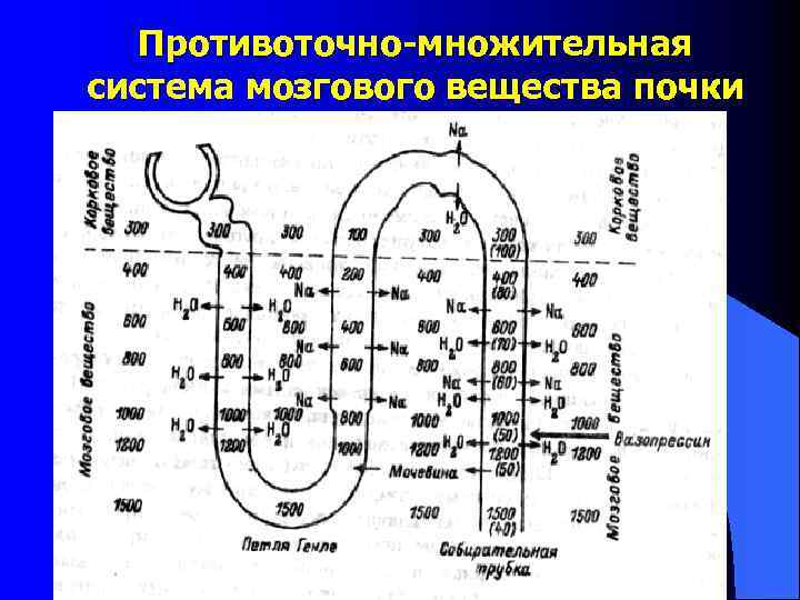 Противоточно-множительная система мозгового вещества почки 