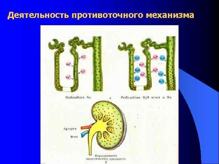 Деятельность противоточного механизма 