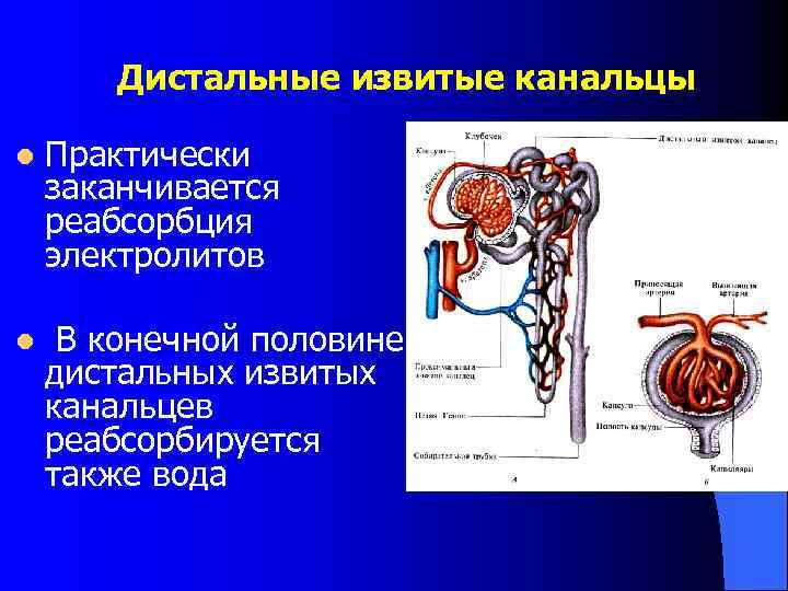 Дистальные извитые канальцы l Практически заканчивается реабсорбция электролитов l В конечной половине дистальных извитых