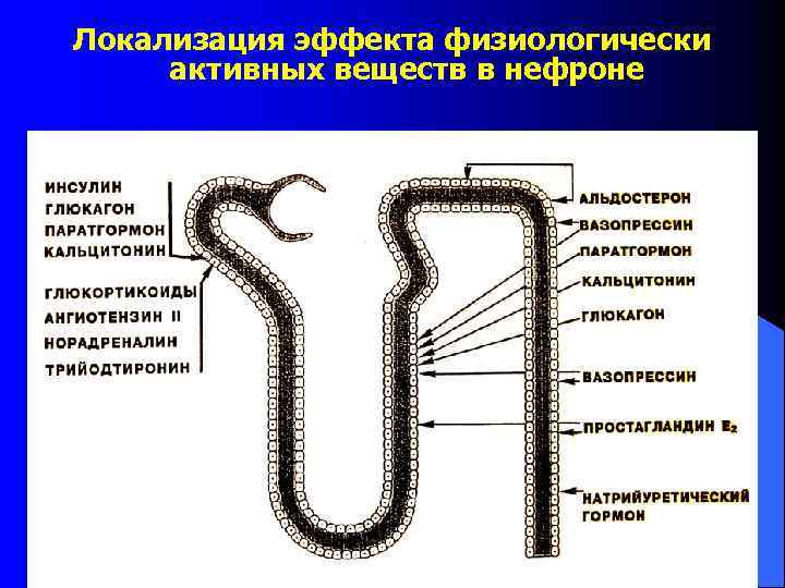 Локализация эффекта физиологически активных веществ в нефроне 