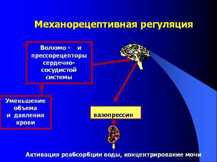 Механорецептивная регуляция Волюмо - и прессорецепторы сердечнососудистой системы Уменьшение объема и давления крови вазопрессин
