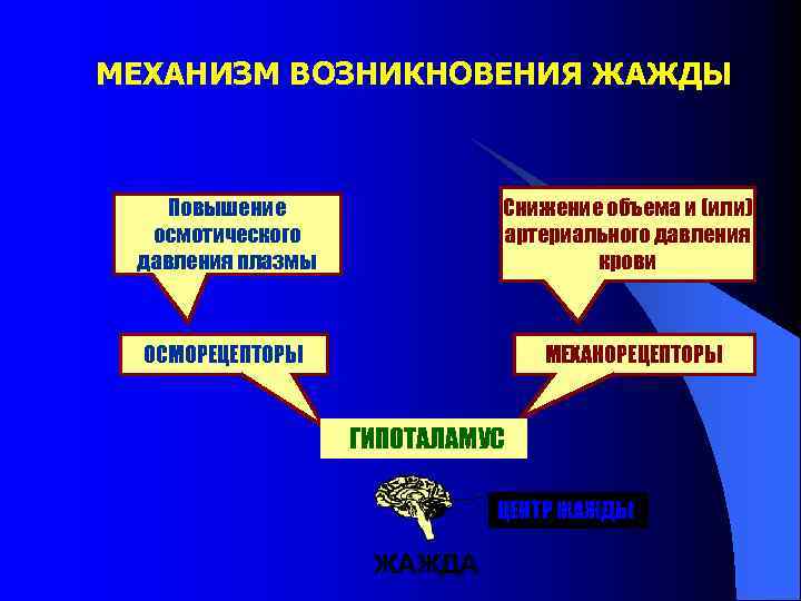 МЕХАНИЗМ ВОЗНИКНОВЕНИЯ ЖАЖДЫ Повышение осмотического давления плазмы Снижение объема и (или) артериального давления крови