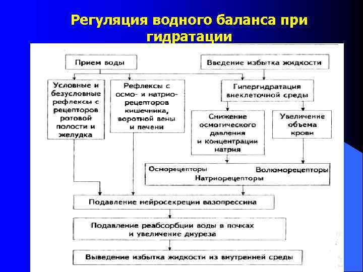 Регуляция водного баланса при гидратации 
