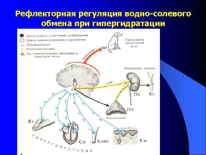 Рефлекторная регуляция водно-солевого обмена при гипергидратации 