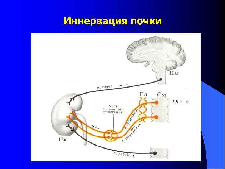 Иннервация почки 