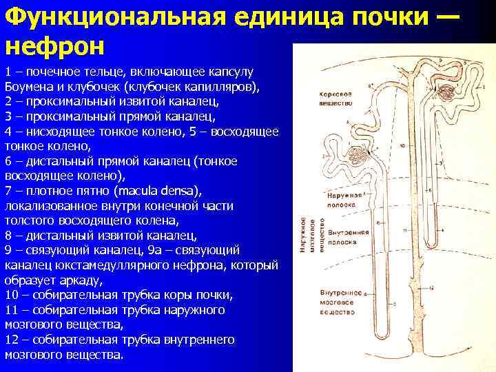 Функциональная единица почки — нефрон 1 – почечное тельце, включающее капсулу Боумена и клубочек