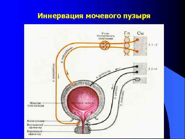 Иннервация мочевого пузыря 