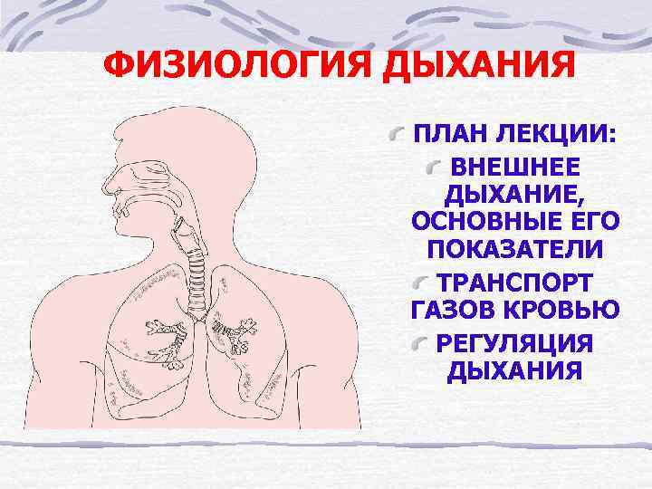 Физиология дыхания презентация