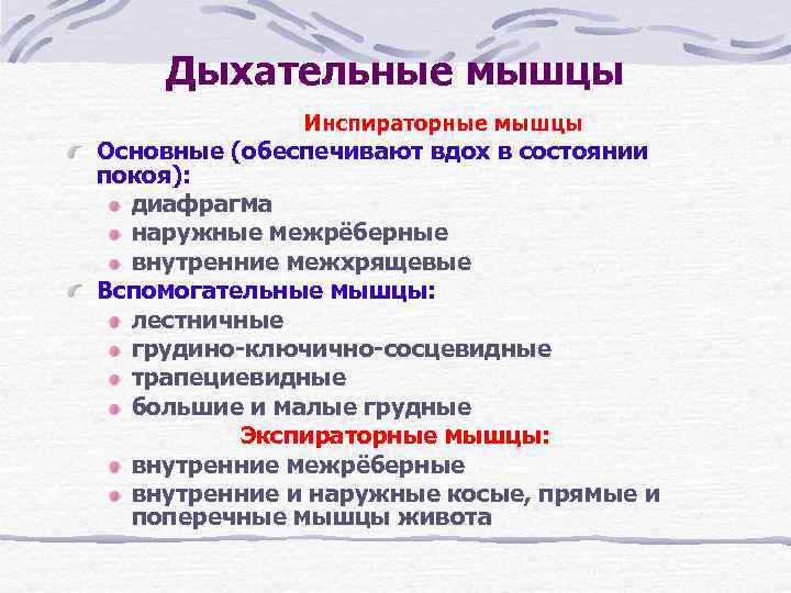 Дыхательные мышцы Инспираторные мышцы Основные (обеспечивают вдох в состоянии покоя): диафрагма наружные межрёберные внутренние