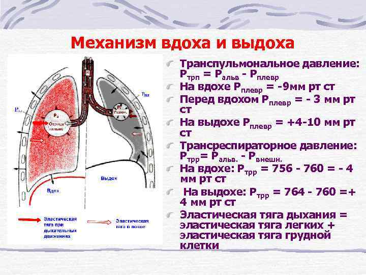 На рисунке изображена схема объясняющая механизм внешнего дыхания человека какое общее свойство