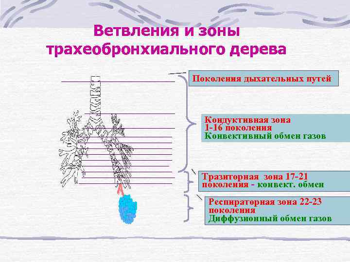 Ветвления и зоны трахеобронхиального дерева Поколения дыхательных путей Кондуктивная зона 1 -16 поколения Конвективный