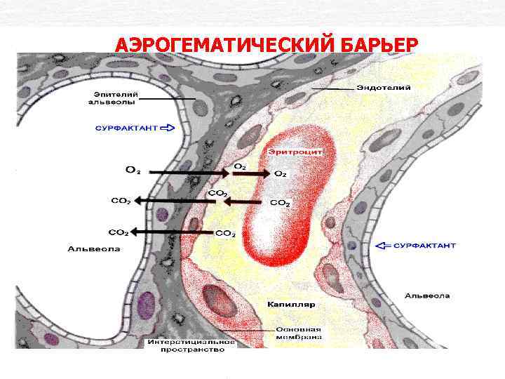 Аэрогематический барьер презентация