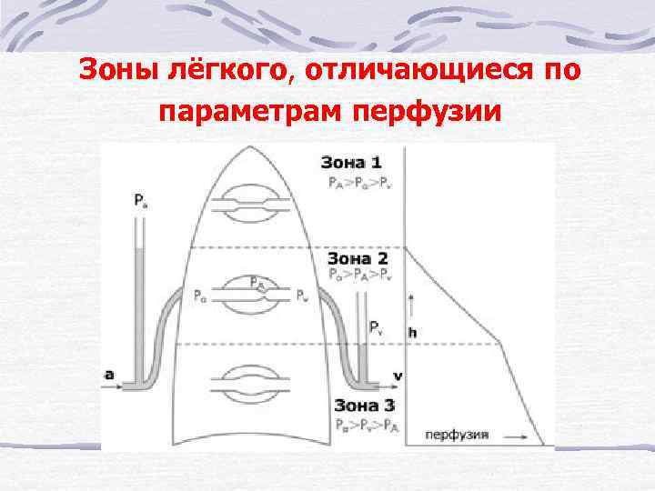 Проводящая зона. Топографические зоны легочного поля. Зоны легких. Зоны лёгкого отличающиеся по параметрам перфузии. Зональное деление легких.