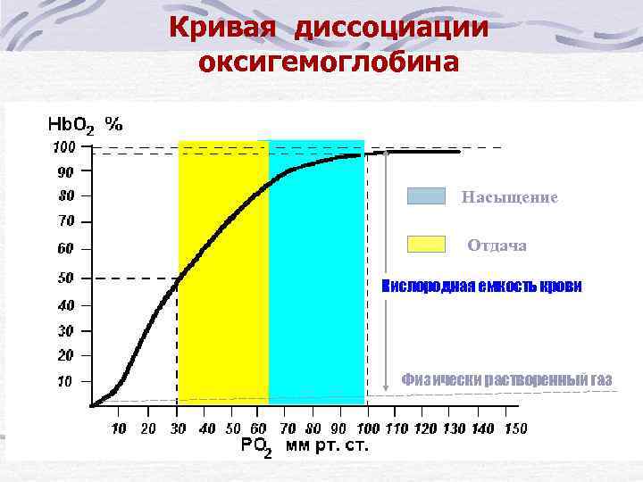 Кривая диссоциации оксигемоглобина Насыщение Отдача Кислородная емкость крови Физически растворенный газ 