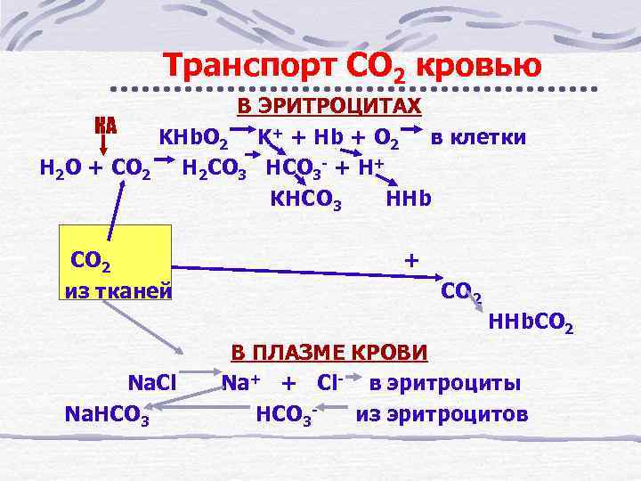 Транспорт СО 2 кровью В ЭРИТРОЦИТАХ КА KHb. O 2 K+ + Hb +