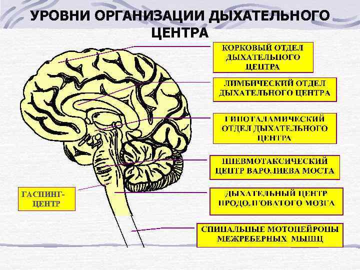 УРОВНИ ОРГАНИЗАЦИИ ДЫХАТЕЛЬНОГО ЦЕНТРА ГАСПИНГЦЕНТР 