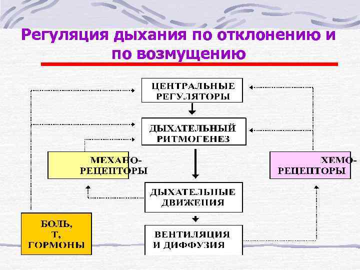Регуляция дыхания по отклонению и по возмущению 