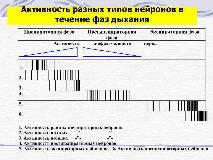 Активность разных типов нейронов в течение фаз дыхания 