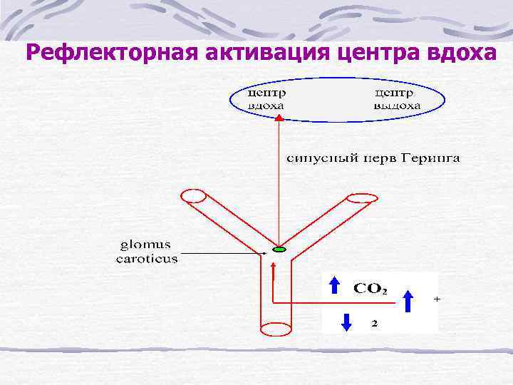 Рефлекторная активация центра вдоха схема