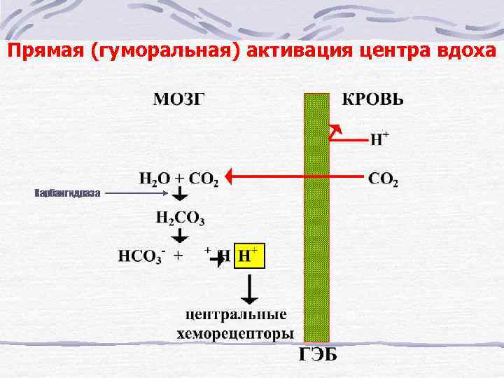 Прямая (гуморальная) активация центра вдоха Карбангидраза 