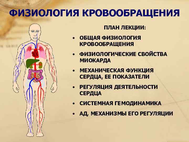 Общий план строения системы кровообращения