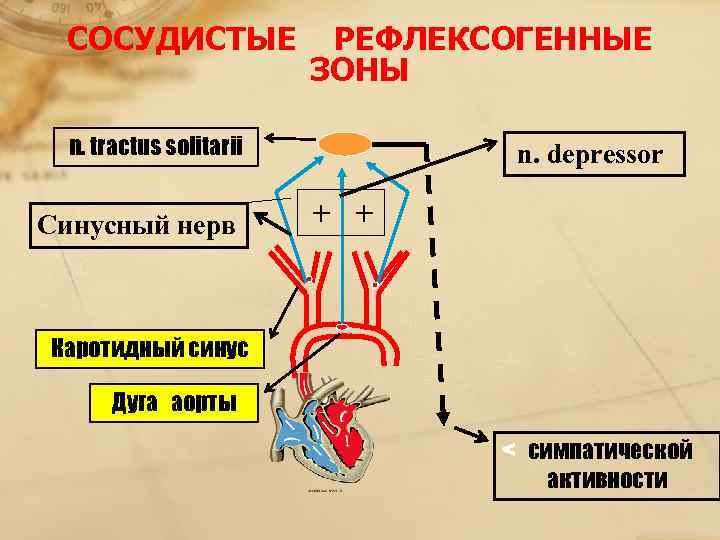 Рефлексогенные зоны сердца
