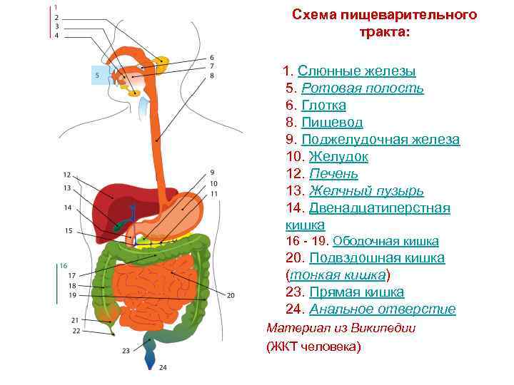  Схема пищеварительного тракта: 1. Слюнные железы 5. Ротовая полость 6. Глотка 8. Пищевод