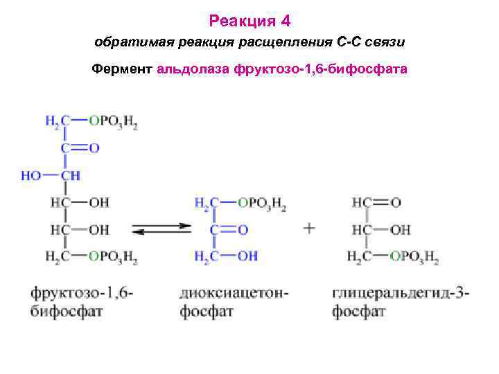 Реакция 4 обратимая реакция расщепления С-С связи Фермент альдолаза фруктозо-1, 6 -бифосфата 