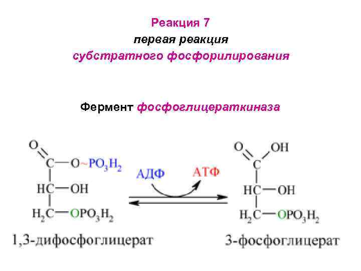 Реакция 7 первая реакция субстратного фосфорилирования Фермент фосфоглицераткиназа 