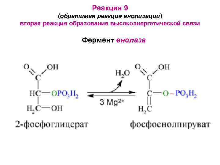 Реакция 9 (обратимая реакция енолизации) вторая реакция образования высокоэнергетической связи Фермент енолаза 